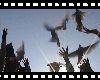 Летите, голуби (размер 1,2 Мб)